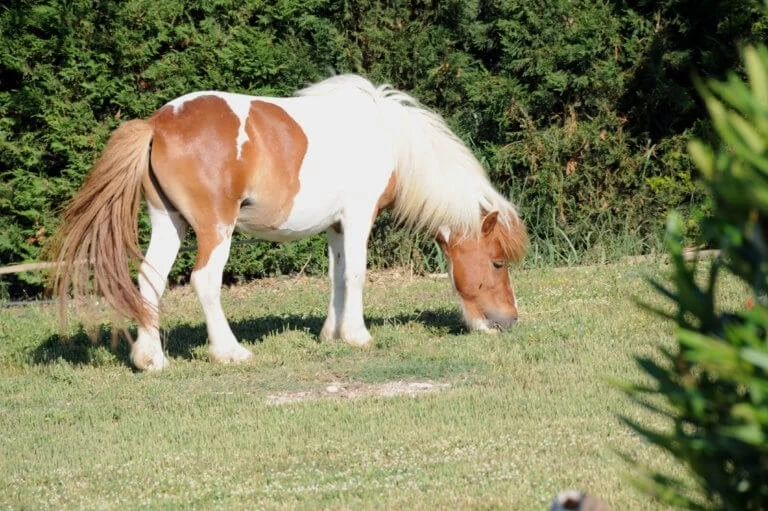 Πυροβόλησαν πόνι στο κεφάλι στη Θεσπρωτία!